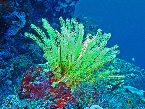  Comaster nobilis (Noble Feather Star, Yellow Feather Star)
